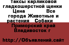 Таксы карликовой гладкошерстной щенки › Цена ­ 20 000 - Все города Животные и растения » Собаки   . Приморский край,Владивосток г.